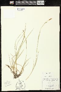 Carex tetanica image