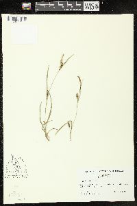 Carex tetanica image