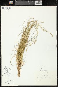 Carex texensis image