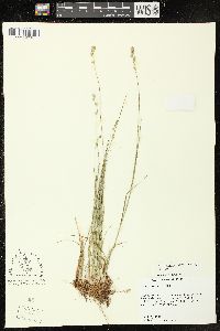 Carex texensis image