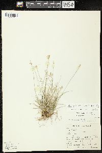 Carex texensis image