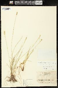 Carex texensis image