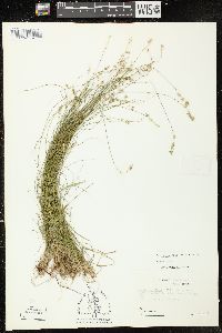 Carex texensis image