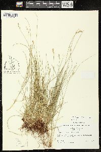 Carex texensis image