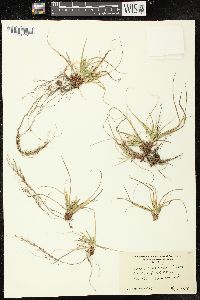 Image of Carex tonsa