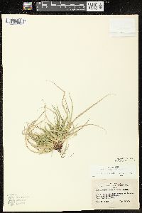 Carex tonsa image