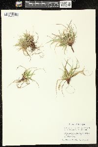 Carex tonsa image