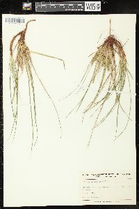 Carex tonsa image