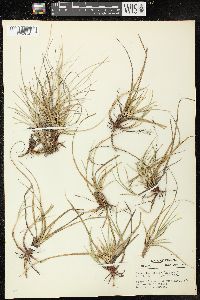 Carex tonsa image