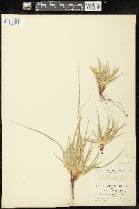 Carex tonsa image