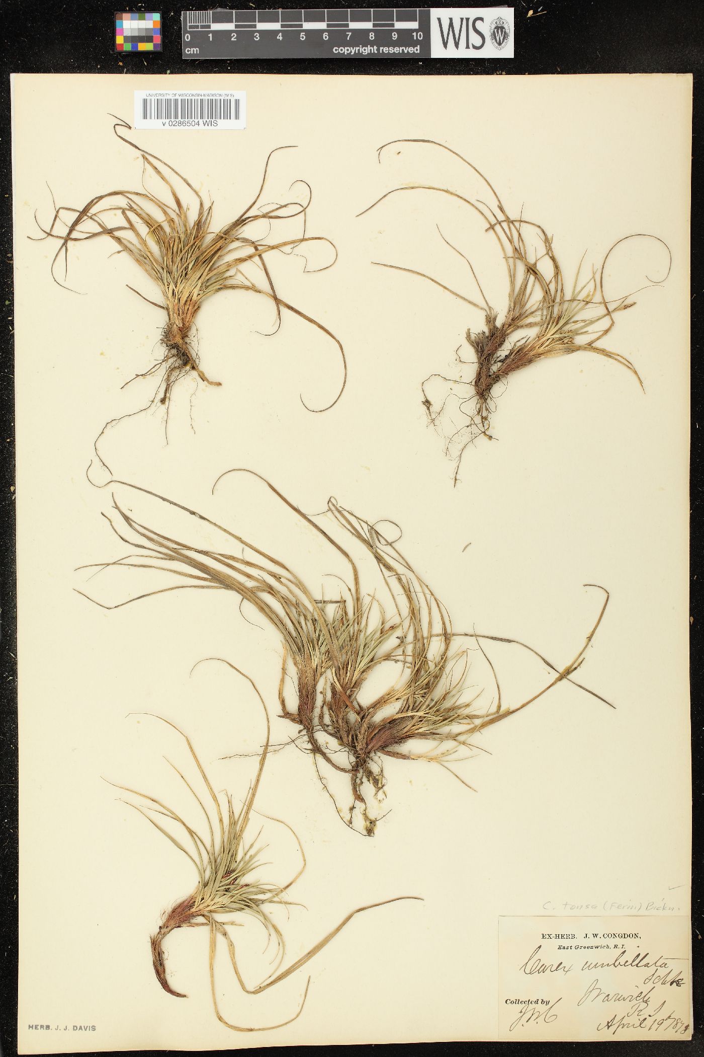 Carex tonsa image