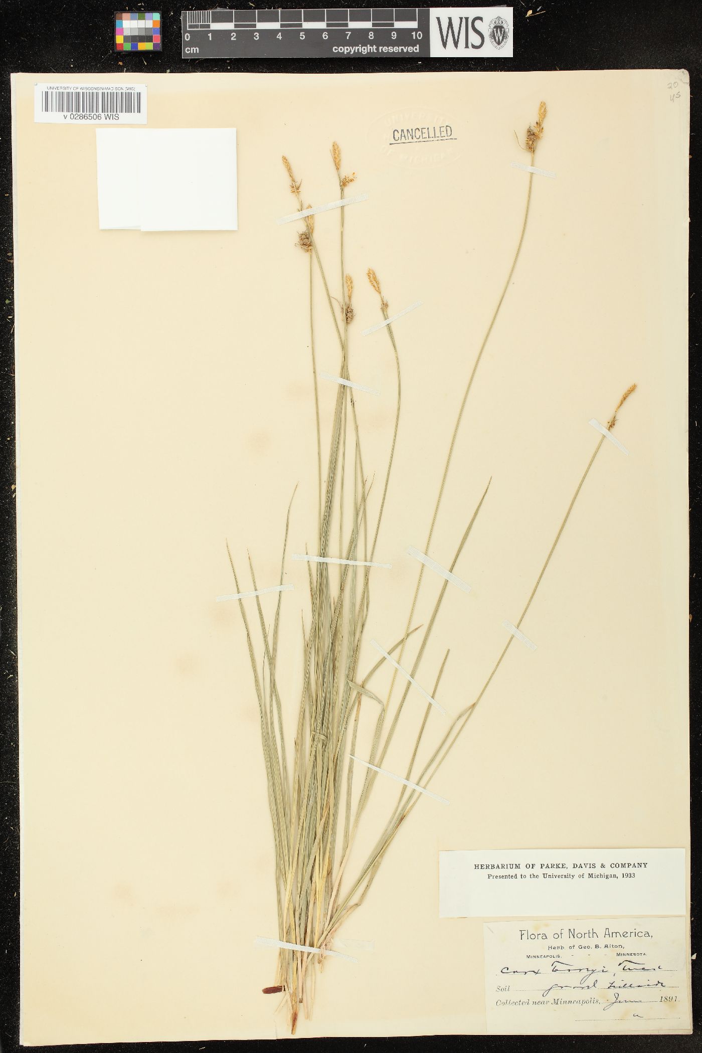 Carex torreyi image