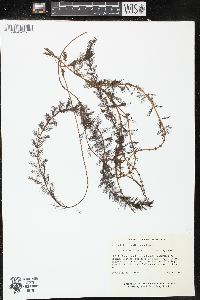 Myriophyllum sibiricum image