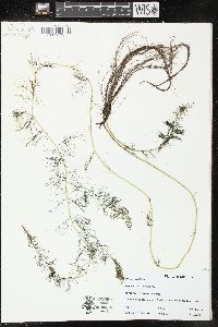 Myriophyllum sibiricum image