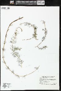 Myriophyllum sibiricum image