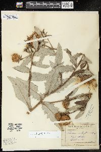 Cirsium altissimum image