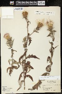 Cirsium altissimum image