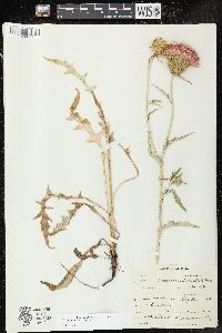 Cirsium flodmanii image