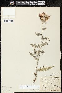 Cirsium flodmanii image