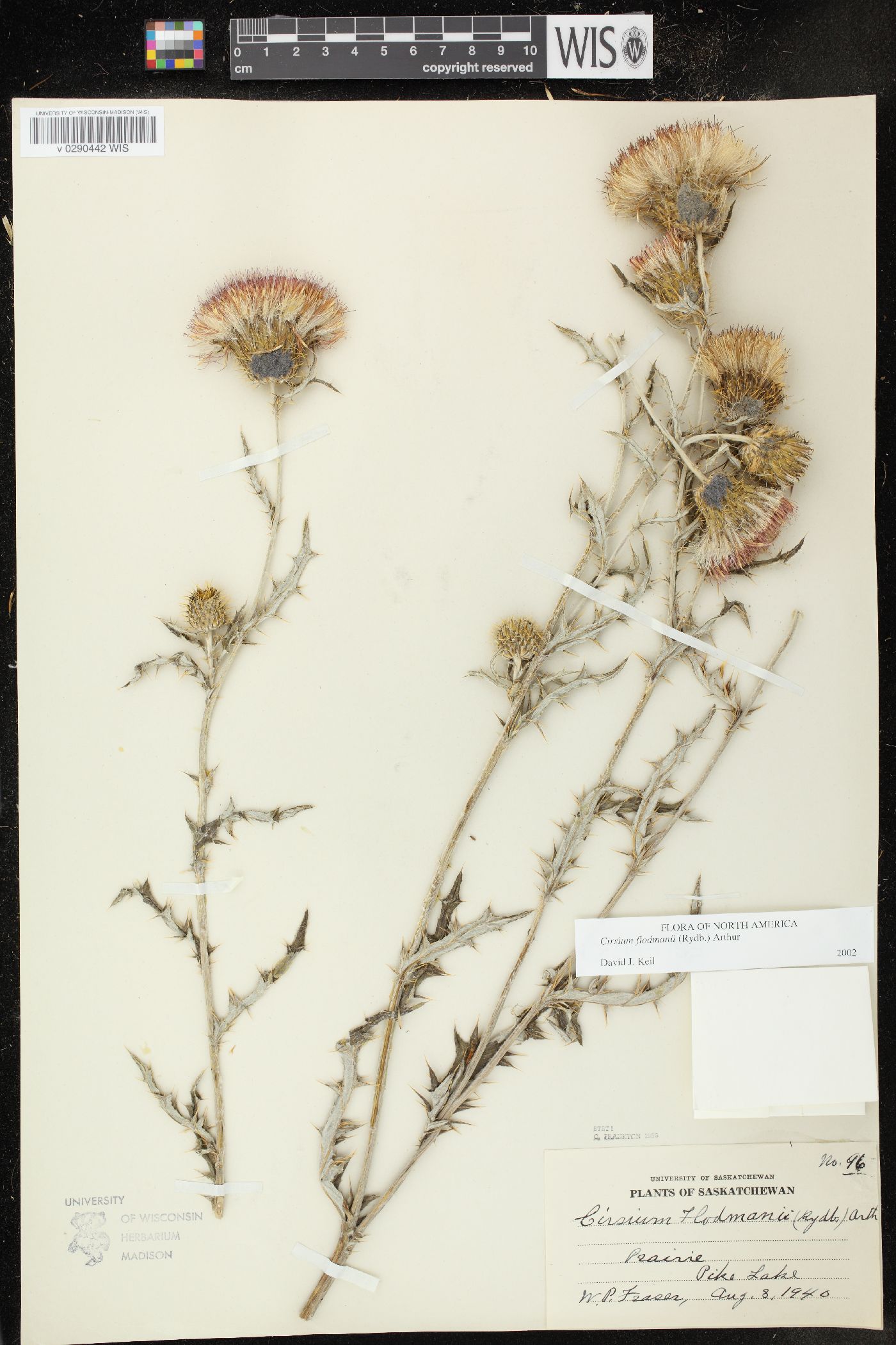 Cirsium flodmanii image