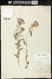 Cirsium flodmanii image