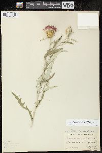 Cirsium flodmanii image