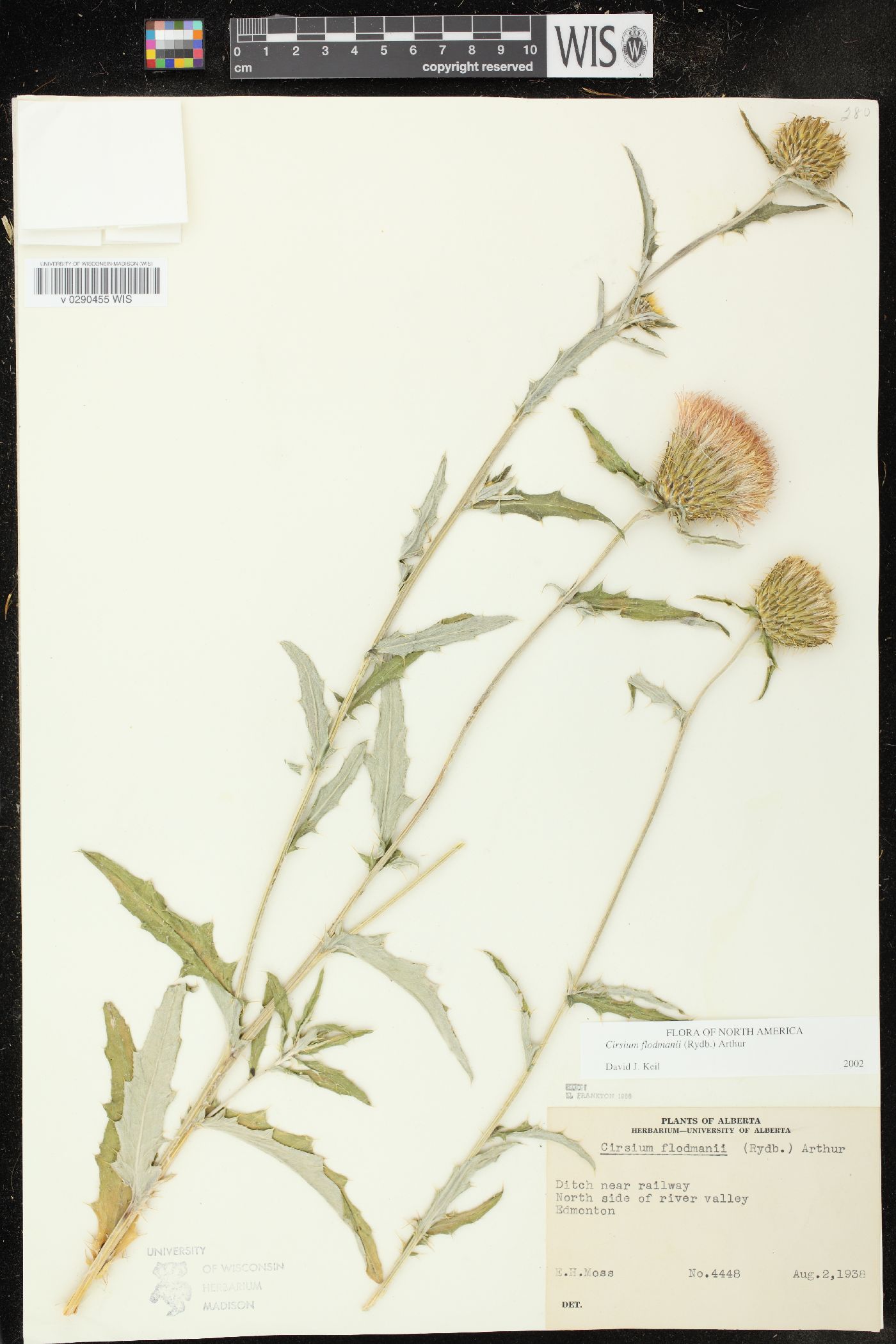 Cirsium flodmanii image