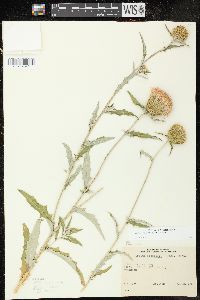 Cirsium flodmanii image