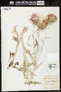 Cirsium flodmanii image