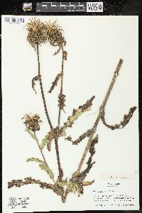 Cirsium horridulum image