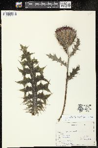 Cirsium horridulum image