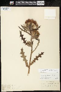 Cirsium horridulum var. horridulum image