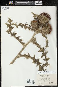 Cirsium horridulum var. horridulum image