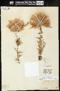 Cirsium horridulum image