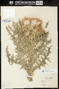 Cirsium horridulum image