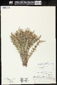 Cirsium horridulum image