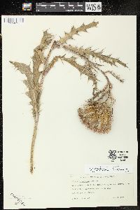 Cirsium horridulum image