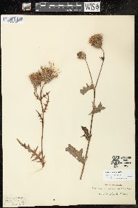 Cirsium muticum image