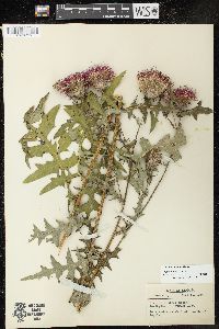 Cirsium muticum image