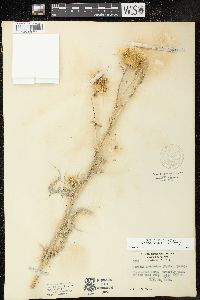 Cirsium neomexicanum image