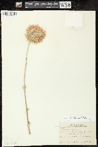 Cirsium neomexicanum image