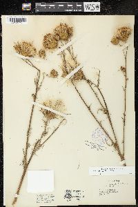 Cirsium nuttallii image