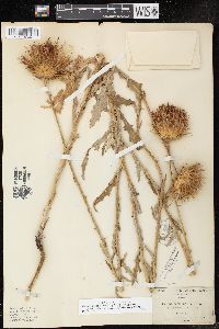 Cirsium occidentale var. venustum image