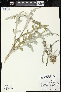 Cirsium remotifolium var. odontolepis image