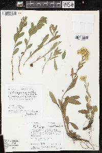 Solidago multiradiata image