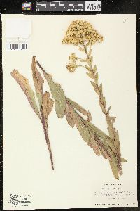 Solidago rigida image