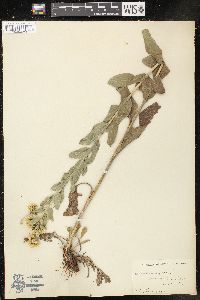 Solidago rigida image