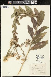 Solidago rigida image