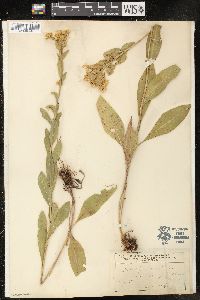 Solidago rigida image