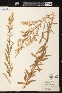 Solidago rigidiuscula image